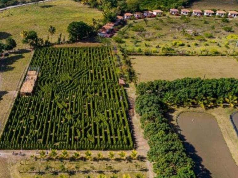 Laberinto de Cipreses, el nuevo atractivo turístico que es sensación en Comayagua