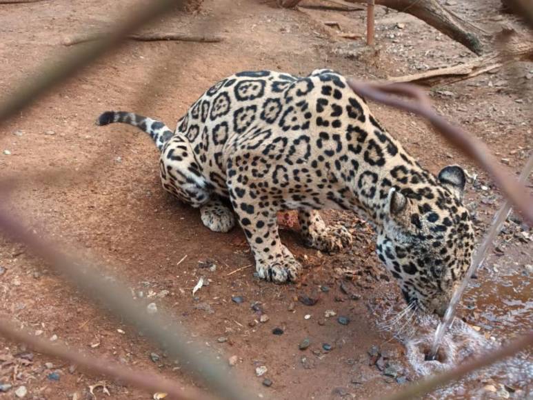 ¿En qué condiciones se encontraban los animales rescatados en Joya Grande?