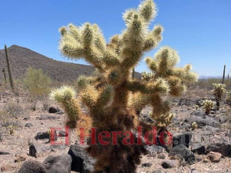 Un sol ardiente, sin agua y sin comida: Así es el desierto que pasan los migrantes en su travesía a EEUU