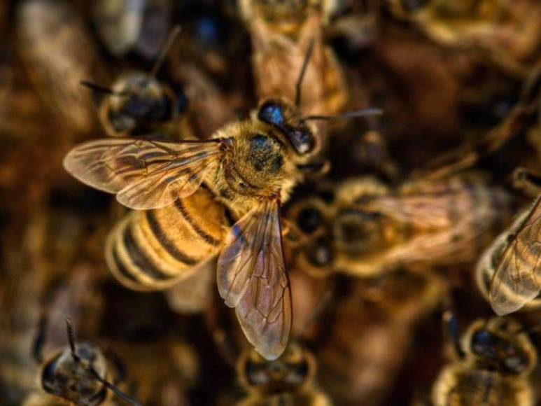 Fue atacado por enjambre de abejas africanizadas mientras medía un terreno: lo que se sabe de la muerte de anciano en La Ceiba