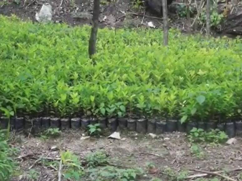 Así desmantelaron narcolaboratorio y plantación de coca en Colón (Fotos)