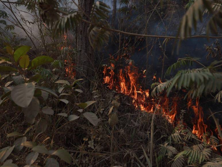 Destruida y deforestada: así se encuentra la zona núcleo de la Biósfera del Río Plátano