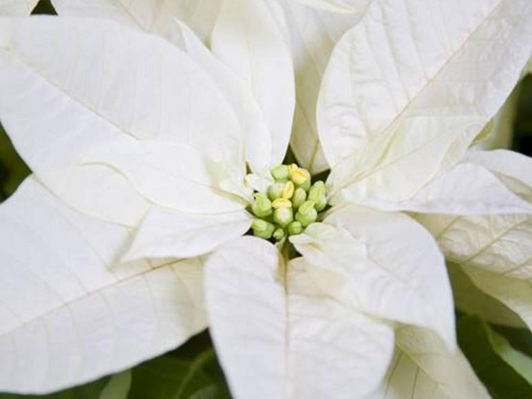 ¿Poinsettia? ¿Nochebuena? o ¿Pascuas? La flor símbolo de la Navidad