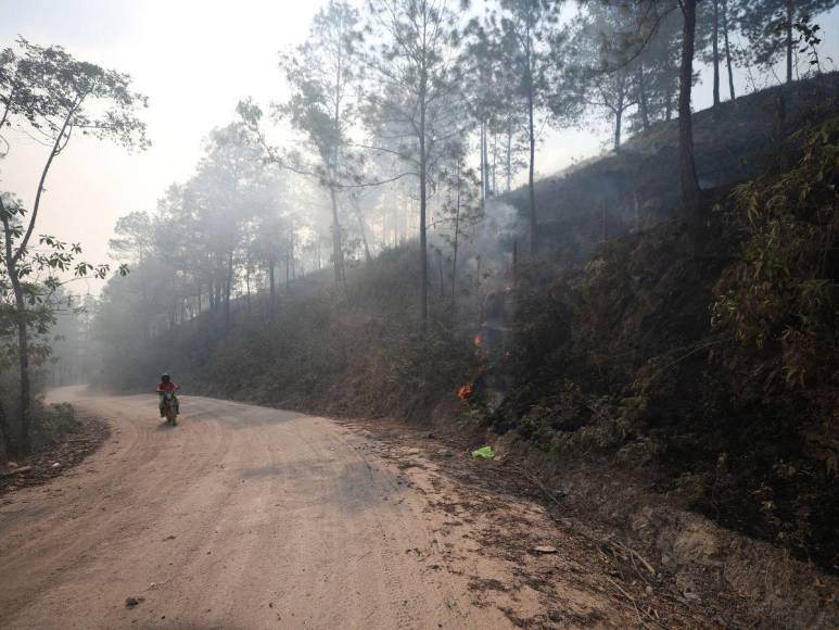 Destruida y deforestada: así se encuentra la zona núcleo de la Biósfera del Río Plátano