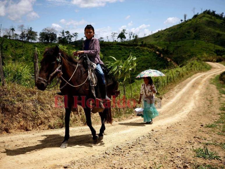 Biósfera del Río Plátano: 100 kilómetros de una carretera ilegal que amenaza un pulmón mundial