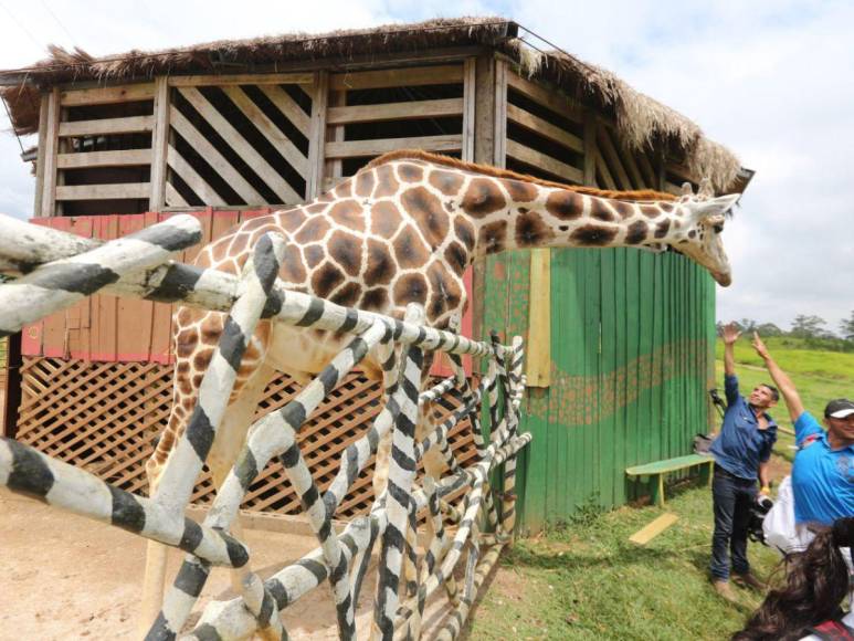 Le quitaron la piel y la enterraron donde habitaba: ¿qué pasó con los restos de la famosa jirafa Big Boy?