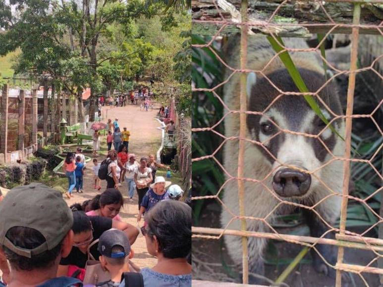 Tras controvertido cierre, Zoológico Joya Grande reabre sus puertas