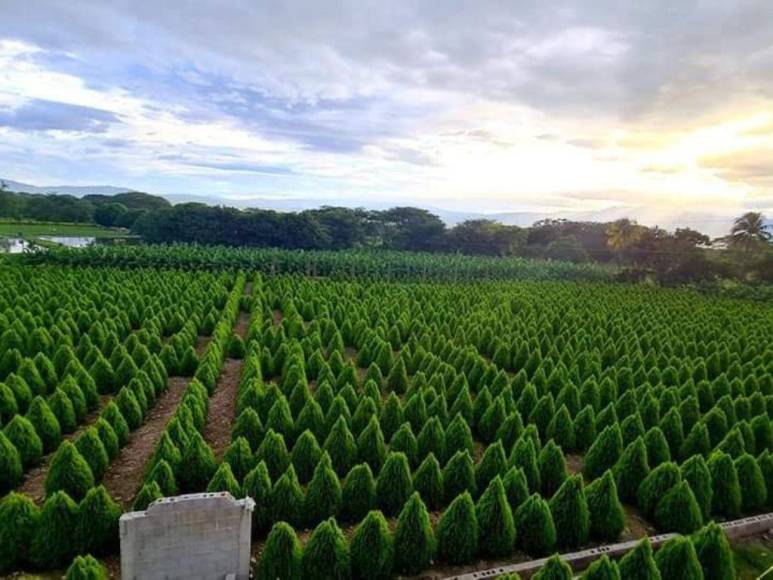 Laberinto de Cipreses, el nuevo atractivo turístico que es sensación en Comayagua