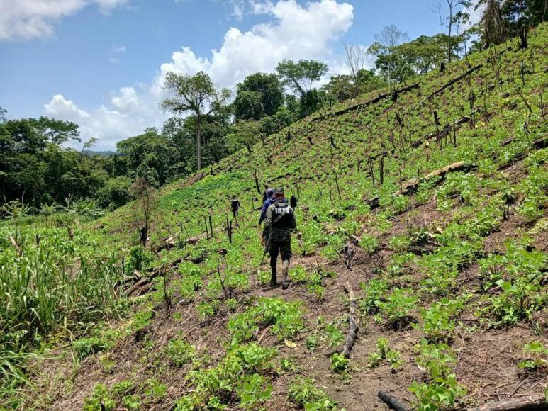 Invadidas, deforestadas o con cultivos prohibidos están varias zonas protegidas