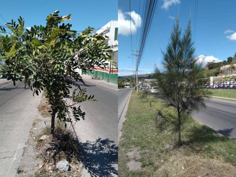 ¡300 árboles, un solo hombre!: Javier Rivera, el hondureño que inicia reforestación en la capital