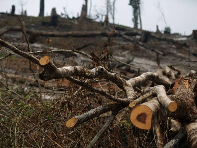 Destruida y deforestada: así se encuentra la zona núcleo de la Biósfera del Río Plátano