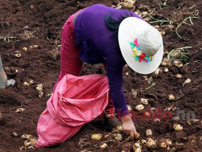 Iniciativas improductivas y políticas que no resuelven nada: La plaga que desalienta a los productores en Honduras