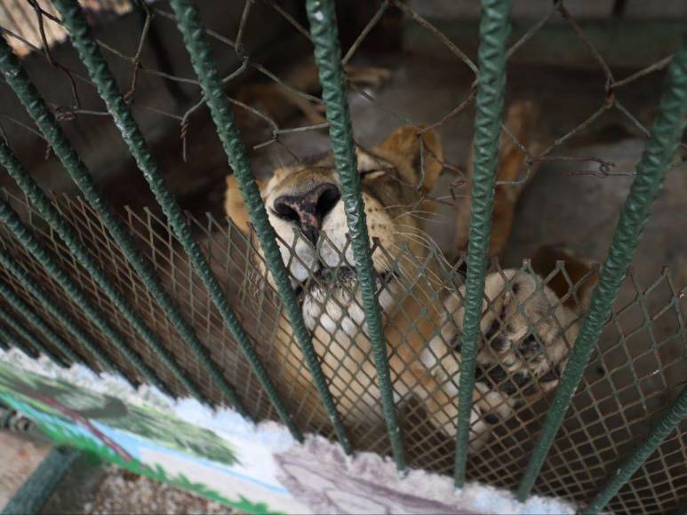 Así son los tigres y leones que serían sacrificados por falta de alimentos en Joya Grande