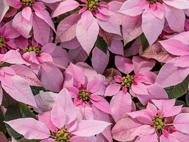 ¿Poinsettia? ¿Nochebuena? o ¿Pascuas? La flor símbolo de la Navidad