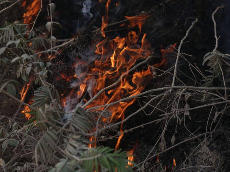 Destruida y deforestada: así se encuentra la zona núcleo de la Biósfera del Río Plátano