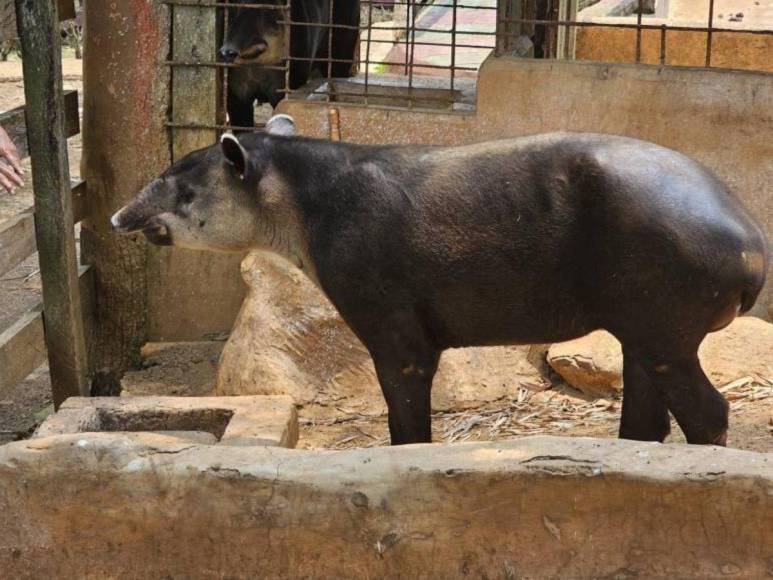 ¿En qué condiciones se encontraban los animales rescatados en Joya Grande?