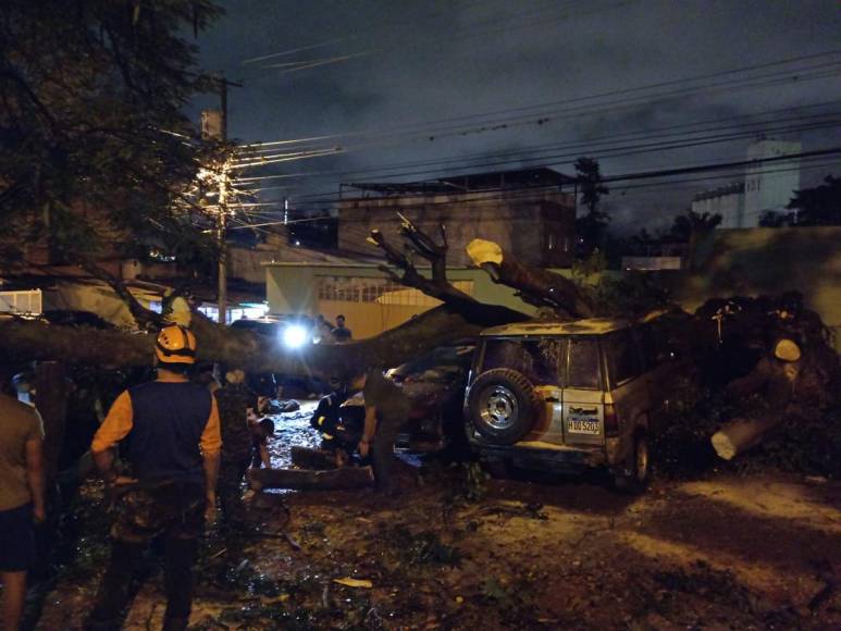 Enorme árbol cae y destruye varios vehículos en colonia Kennedy