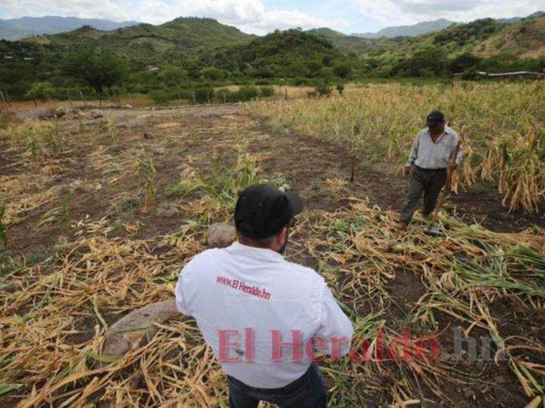 Iniciativas improductivas y políticas que no resuelven nada: La plaga que desalienta a los productores en Honduras