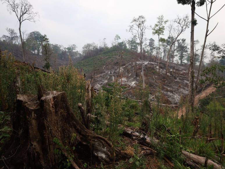 Destruida y deforestada: así se encuentra la zona núcleo de la Biósfera del Río Plátano