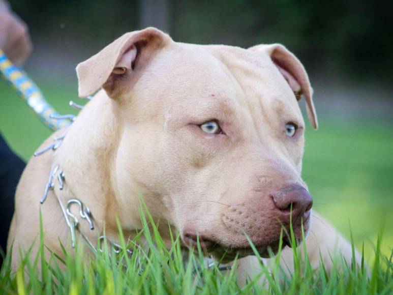 Los 15 datos que debes conocer sobre los pitbulls