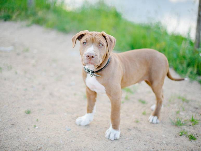 Los 15 datos que debes conocer sobre los pitbulls