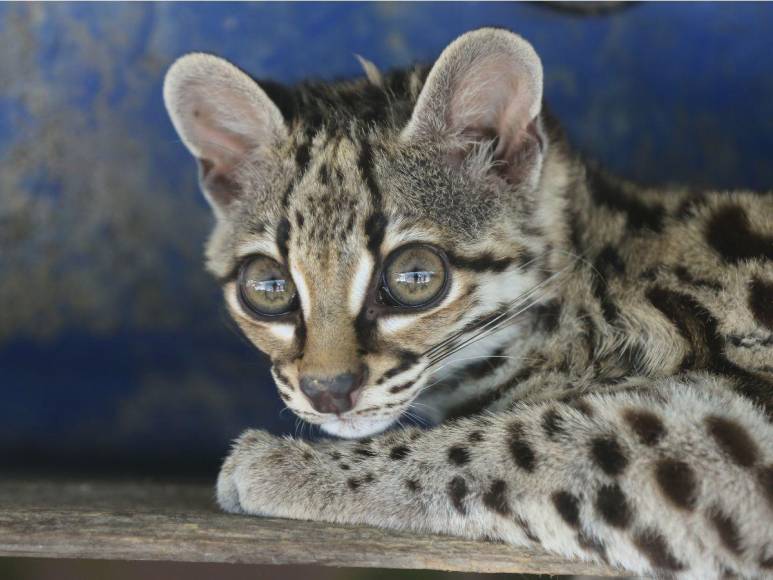 Estos son los felinos y aves que están en recuperación para ser liberados