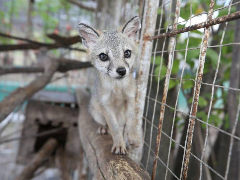 Estos son los felinos y aves que están en recuperación para ser liberados