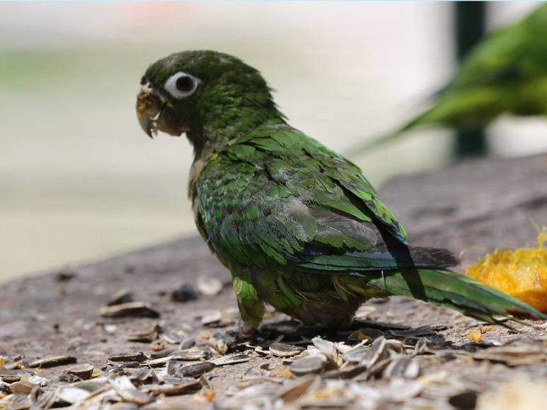 Estos son los felinos y aves que están en recuperación para ser liberados