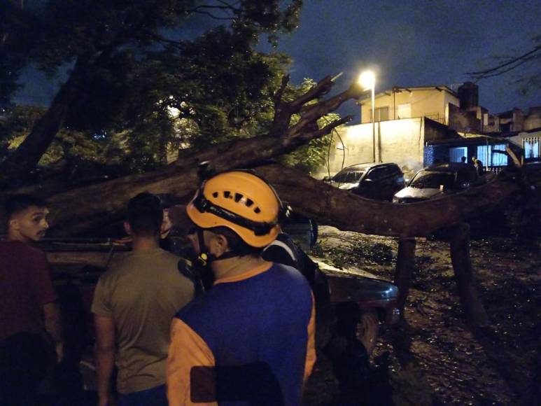 Enorme árbol cae y destruye varios vehículos en colonia Kennedy