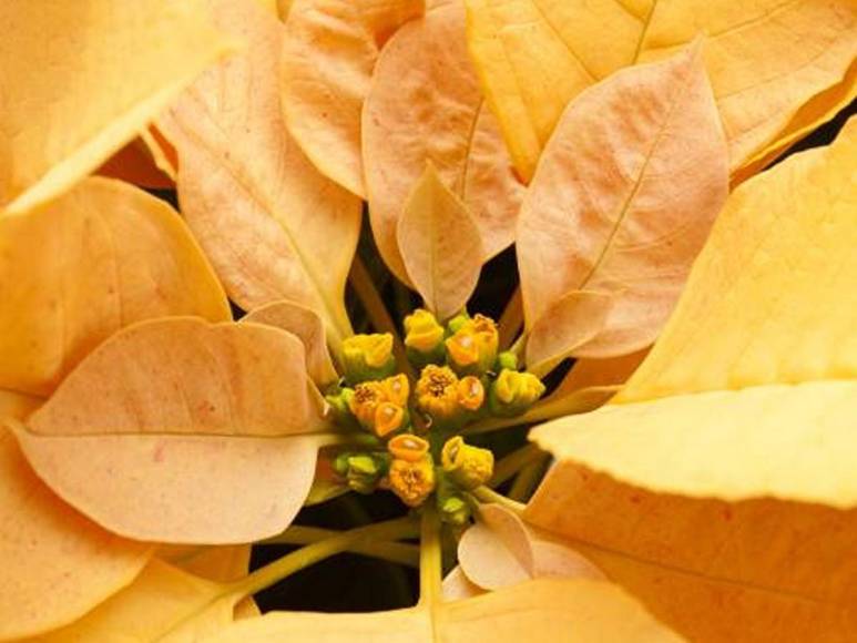 ¿Poinsettia? ¿Nochebuena? o ¿Pascuas? La flor símbolo de la Navidad