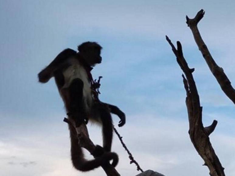 Rescatan a mono araña que iban a comercializar en Gualaco, Olancho