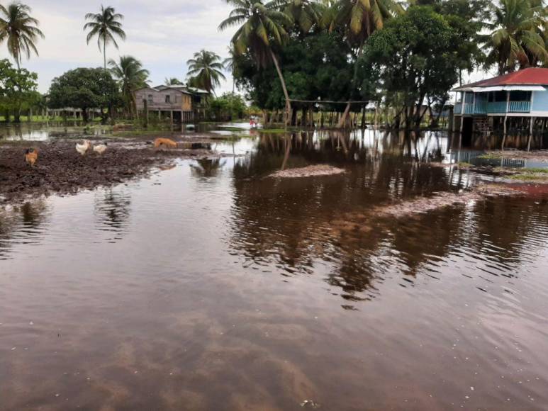 Fotos: Varias comunidades de Gracias a Dios quedaron totalmente inundadas por la tormenta Julia