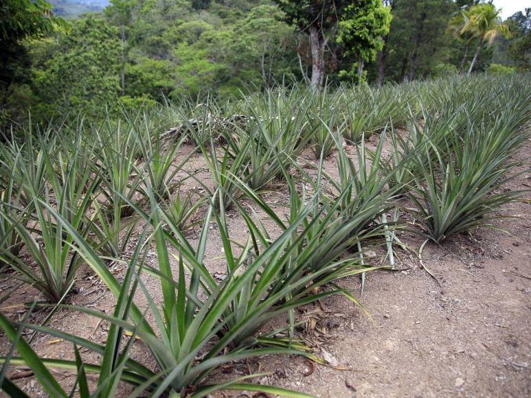 Las imágenes que muestran la deforestación e invasiones que amenazan al Lago de Yojoa