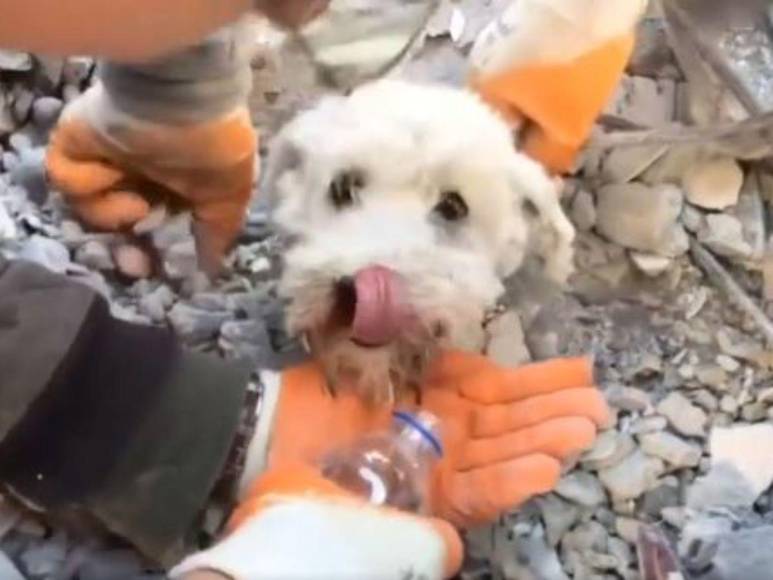 Así fue el impresionante rescate de un perrito entre los escombros cuatro días después del terremoto en Turquía