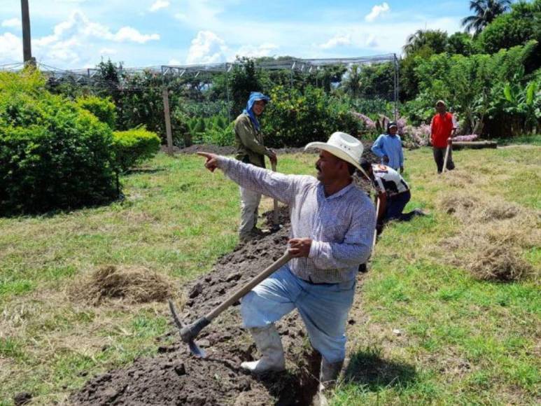 Laberinto de Cipreses, el nuevo atractivo turístico que es sensación en Comayagua