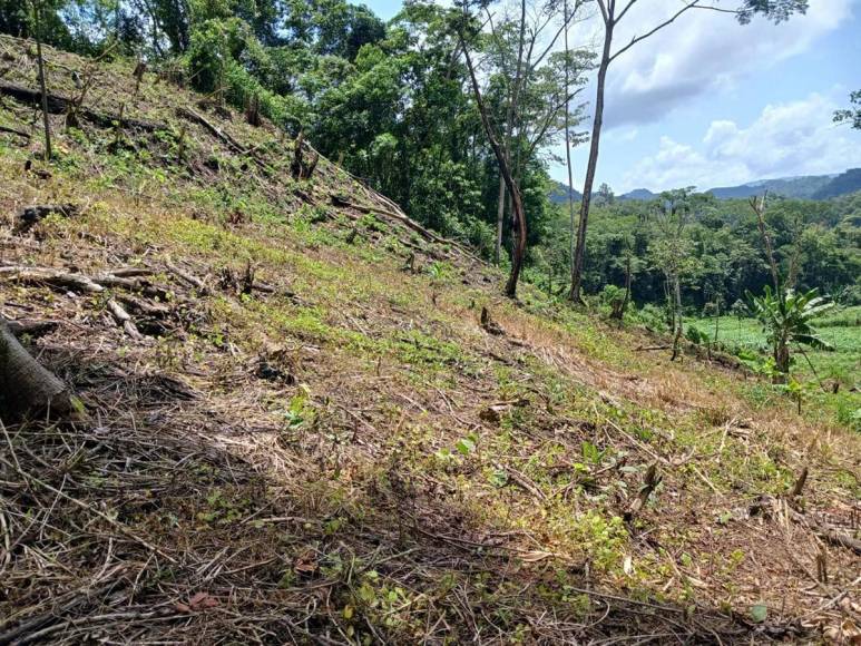 Invadidas, deforestadas o con cultivos prohibidos están varias zonas protegidas