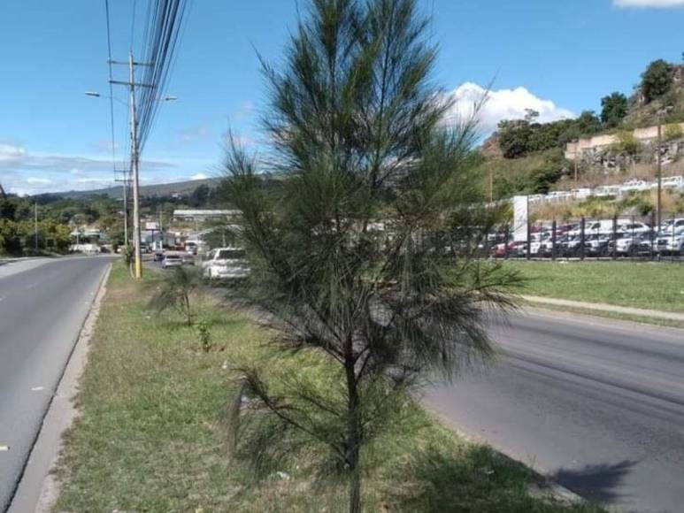 ¡300 árboles, un solo hombre!: Javier Rivera, el hondureño que inicia reforestación en la capital