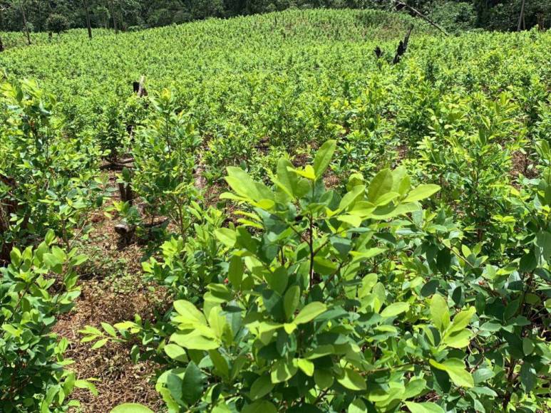 Así era la plantación de droga hallada en el Parque Nacional Patuca, considerada la más grande de Centroamérica