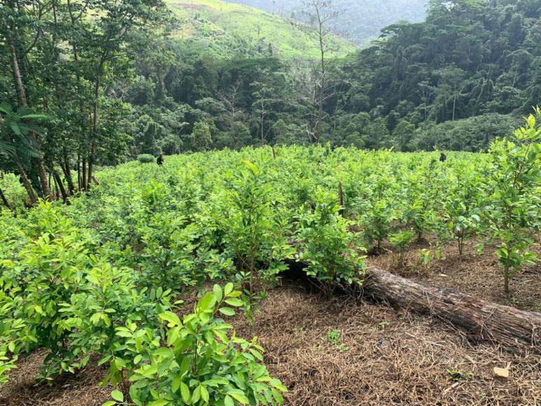 Así era la plantación de droga hallada en el Parque Nacional Patuca, considerada la más grande de Centroamérica