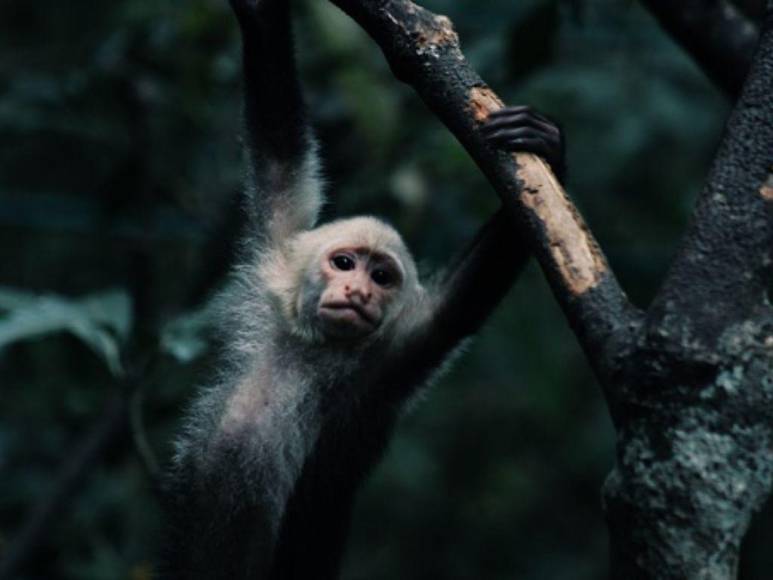 Viruela del mono ya está en Centroamérica, Costa Rica confirmó su primer caso sospechoso