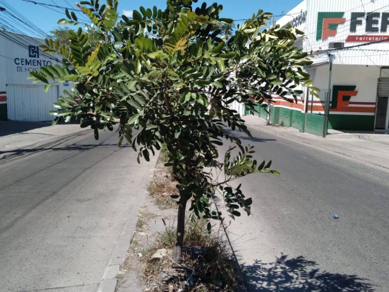 ¡300 árboles, un solo hombre!: Javier Rivera, el hondureño que inicia reforestación en la capital