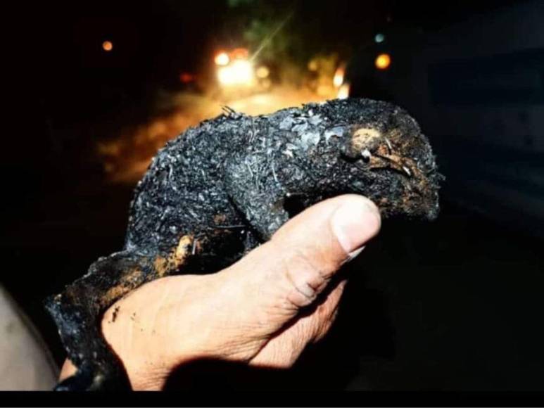 Pérdidas de hectáreas y muertes de especies: los daños provocados por incendio en La Tigra