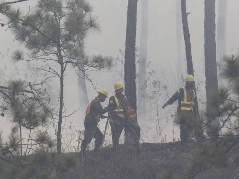 Así consume el bosque incendio desatado en el cerro de Uyuca