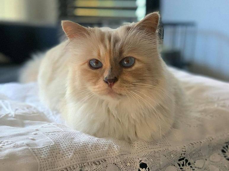 ¿Quién es Choupette, la gata de Karl Lagerfield que fue protagonista de la Met Gala?