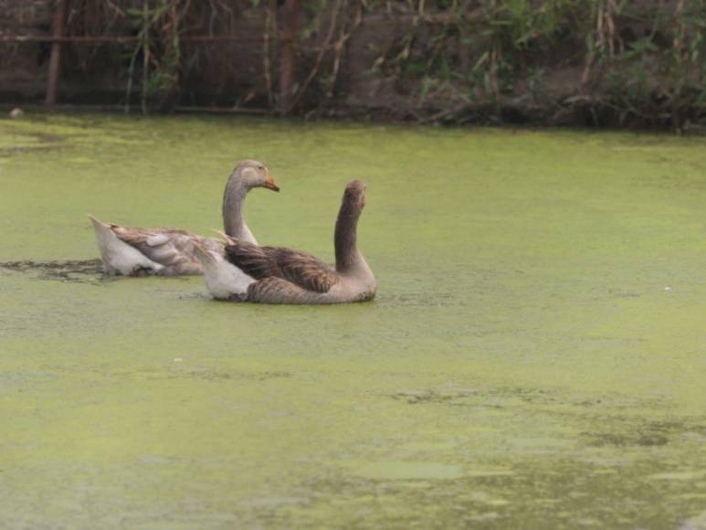 Las condiciones en las que viven animales en zoológico Joya Grande