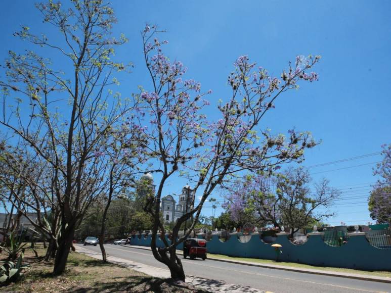 Macuelizo, napoleón y jacaranda florecen a plena luz del sol en la capital de Honduras