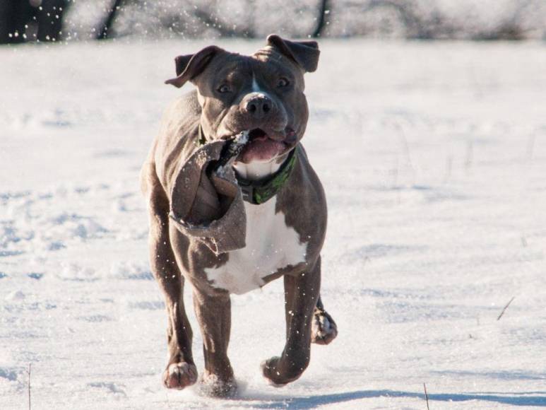 Los 15 datos que debes conocer sobre los pitbulls