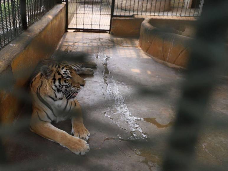 Así son los tigres y leones que serían sacrificados por falta de alimentos en Joya Grande