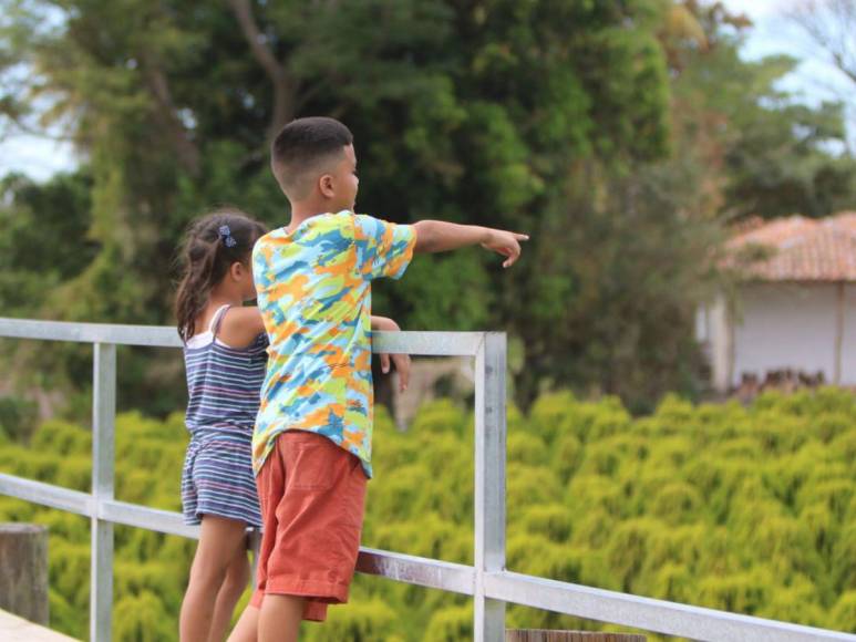 Adrenalina y ambiente familiar: así es la increíble experiencia al visitar el Laberinto de Cipreses en Comayagua