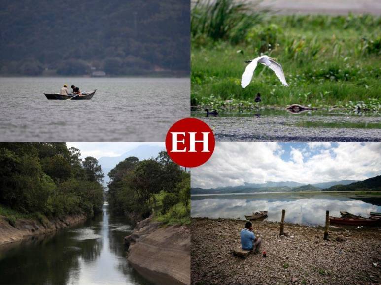 Heces, metales pesados y agroquímicos matan lentamente el Lago de Yojoa (FOTOS)